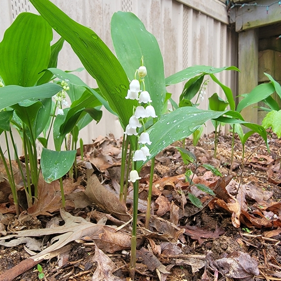 Meet your Posher, Trish - Picture 8 of 13